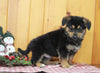 German Shepherd Mix For Sale Millersburg OH Male-Zachary