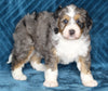 Mini Bernedoodle For Sale Dundee OH Female-Daisy