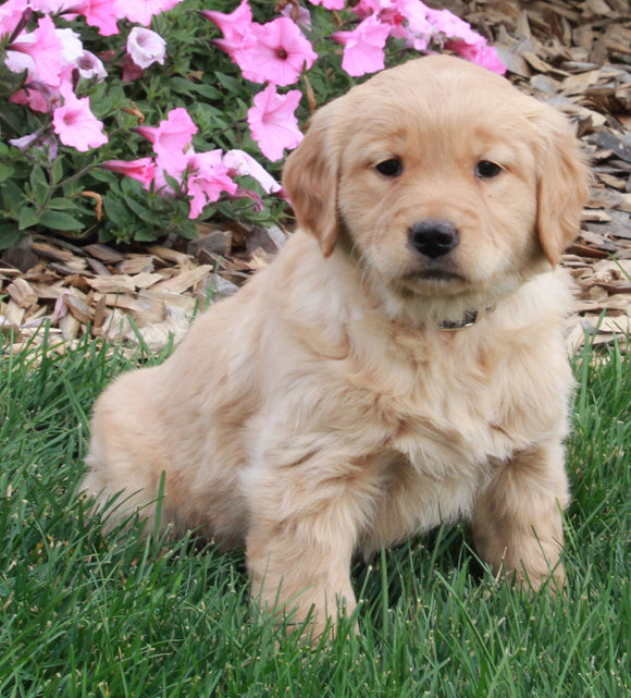 AKC Registered Golden Retriever For Sale Millersburg OH Female-Sophia