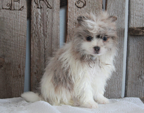 Pomeranian For Sale Wooster, OH Female- Stacy