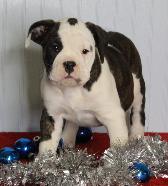 Boxer/Bulldog For Sale Fredericksburg OH Female-Kallie