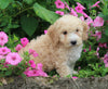 F1BB Mini Labradoodle For Sale Millersburg OH Female-Eden