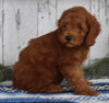AKC Registered Mini Poodle For Sale Millersburg OH Male-Rufus
