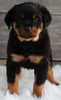 AKC Registered Rottweiler For Sale Applecreek OH -Female Layla