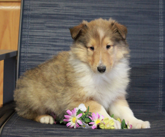 AKC Registered Collie (Lassie) For Sale Fredericksburg, OH Male- Larry