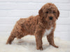 Goldendoodle (Standard) For Sale Dundee, OH Male- Koda