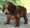 Cockapoo For Sale Dundee OH Male-Lincoln