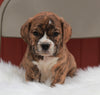 Beabull For Sale Wooster, OH Male- Milo
