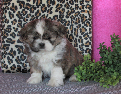 Shih Tzu For Sale Millersburg, OH Male- Cody *House Trained*