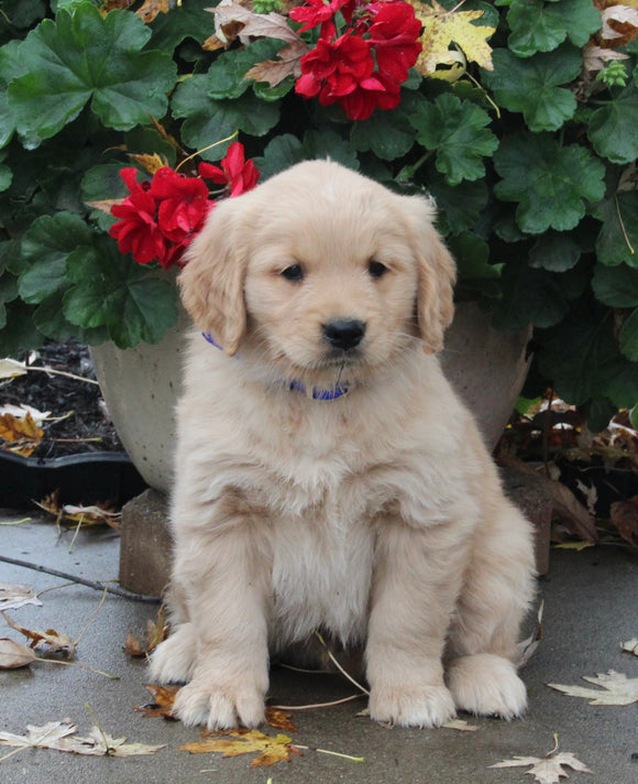 AKC Registered Golden Retriever For Sale Fredericksburg OH Male-Landon