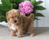 Shih-Poo For Sale Dundee OH Male-Brody