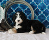 Bernedoodle For Sale Sugarcreek OH Male-Chase