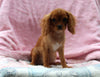 Cavalier For Sale Millersburg OH Female-Ulania