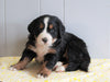 AKC Registered Bernese Mountain Dog For Sale Millersburg, OH Female- Calli