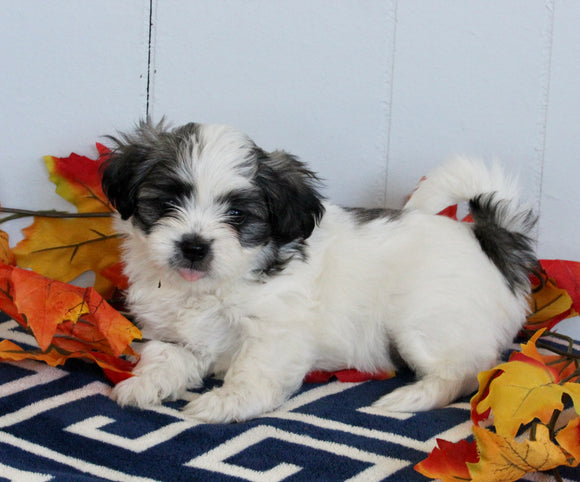 Mal-Shi For Sale Apple Creek OH Female-Bailey CURRENTLY HOUSE TRAINING
