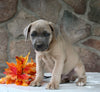 AKC Registered Cane Corso For Sale Wooster OH Male-Diamond