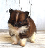 ACA Registered Pomeranian For Sale Millersburg OH Female-Janet