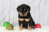 AKC Registered Rottweiler For Sale Holmesville, OH Male- Diesel