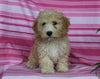 F1BB Mini Labradoodle For Sale Millersburg OH Female-Eden