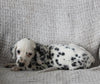 AKC Registered Dalmatian For Sale Wooster OH Female-Ada