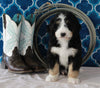 Bernedoodle For Sale Sugarcreek OH Male-Chase