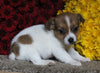 Jack Russel Terrier For Sale Fredericksburg OH Female-Suzie