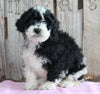 AKC Registered Moyen Poodle For Sale Wooster OH Female- Coco