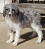 Aussiedoodle For Sale Millersburg OH Female-Keisha MAKE AN OFFER