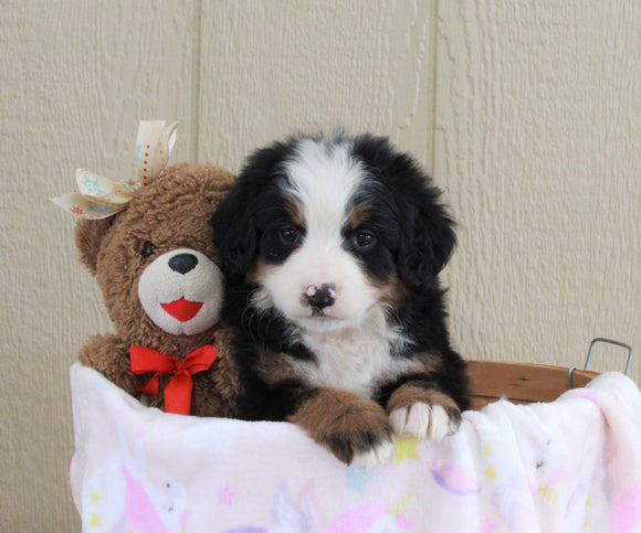 AKC Registered Bernese Mountain Dog For Sale Brinkhaven, OH Female- Rose