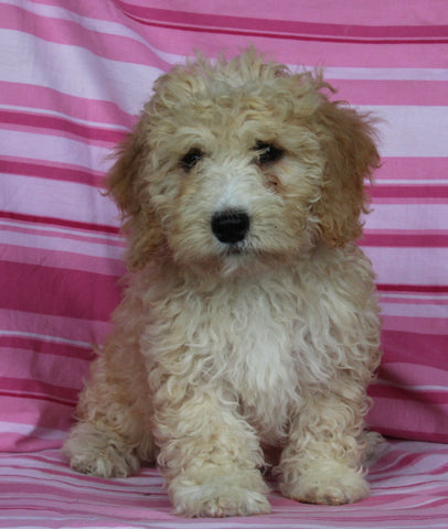 F1BB Mini Labradoodle For Sale Millersburg OH Female-Eden