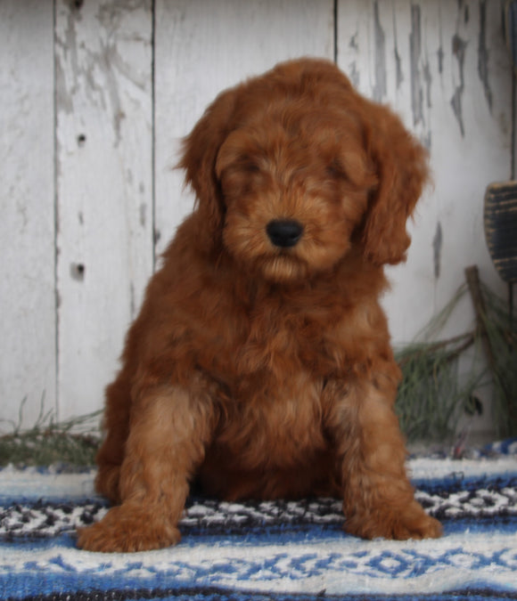 AKC Registered Mini Poodle For Sale Millersburg OH Male-Rufus