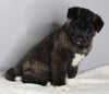 AKC Registered Akita For Sale Millersburg OH Male-Frosty
