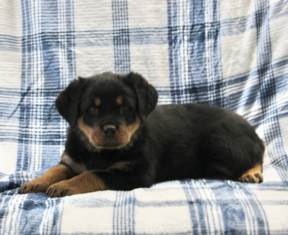 AKC Registered Rottweiler For Sale Shreve OH Female-Luna