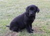 ACA Registered Labrador Retriever For Sale Sugarcreek OH Female-Daisy