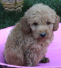 Mini Goldendoodle For Sale Millersburg OH Male-Pheonix