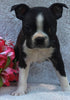 AKC Registered Boston Terrier For Sale Warsaw OH-Female Fiona