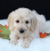 Medium F1B Labradoodle For Sale Millersburg OH Male-Henry