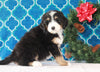 Bernedoodle (Standard) For Sale Sugarcreek, OH Male- Chase