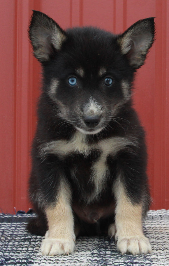 Pomsky Puppy For Sale Wooster OH -Male Dallas