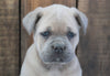 AKC Registered Cane Corso For Sale Wooster, Male- Bear