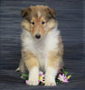 AKC Registered Collie (Lassie) For Sale Fredericksburg, OH Male- Larry