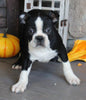 AKC Registered Boston Terrier For Sale Wooster OH Male-Harvey