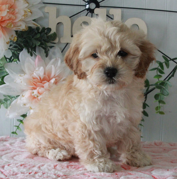 Cockapoo For Sale Holmesville OH Female-Kayla