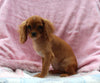 Cavalier For Sale Millersburg OH Female-Ulania