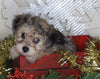 Yorkie-poo For Sale Millersburg OH Female-Daisy