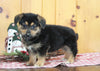 German Shepherd Mix For Sale Millersburg OH Male-Zachary