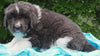 AKC Newfoundland For Sale Millersburg OH-Male Teddy