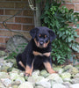 AKC Registered Rottweiler For Sale Shreve OH Male-Chief
