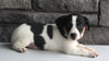 Jack Russel For Sale Millersburg OH Male-Alex