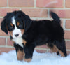 AKC Registered Bernese Mountain Dog For Sale Sugarcreek OH Male-Cooper